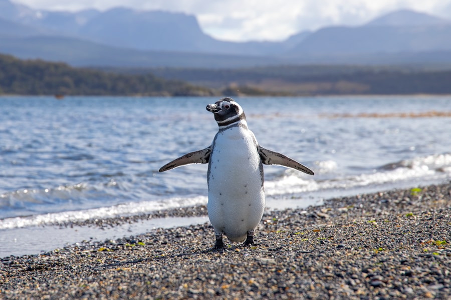 beagle channel