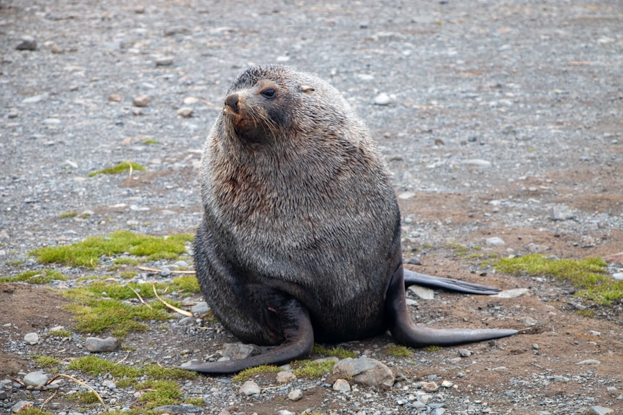 antarctica cruise