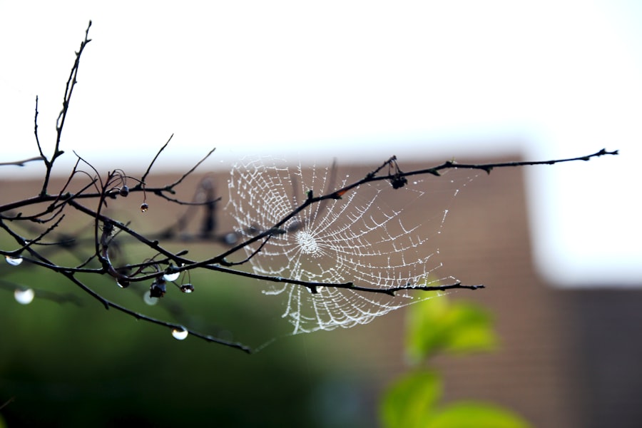 fragile lifelines