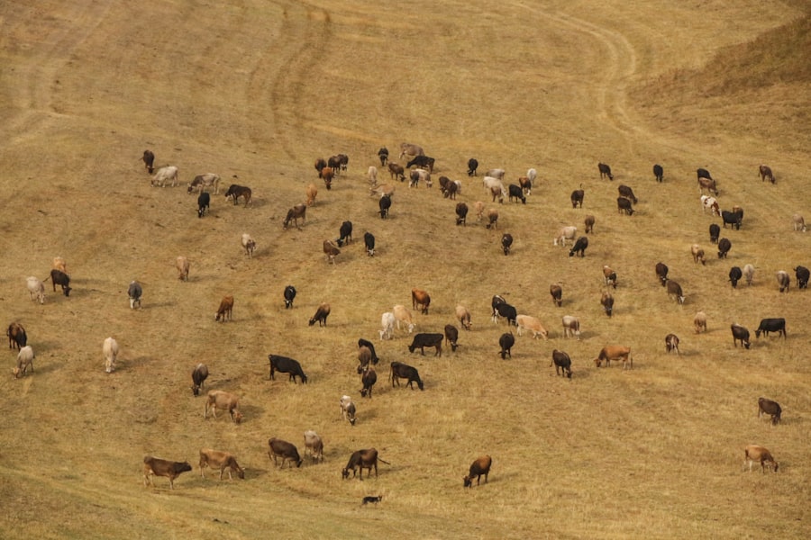 Great Plains depopulation