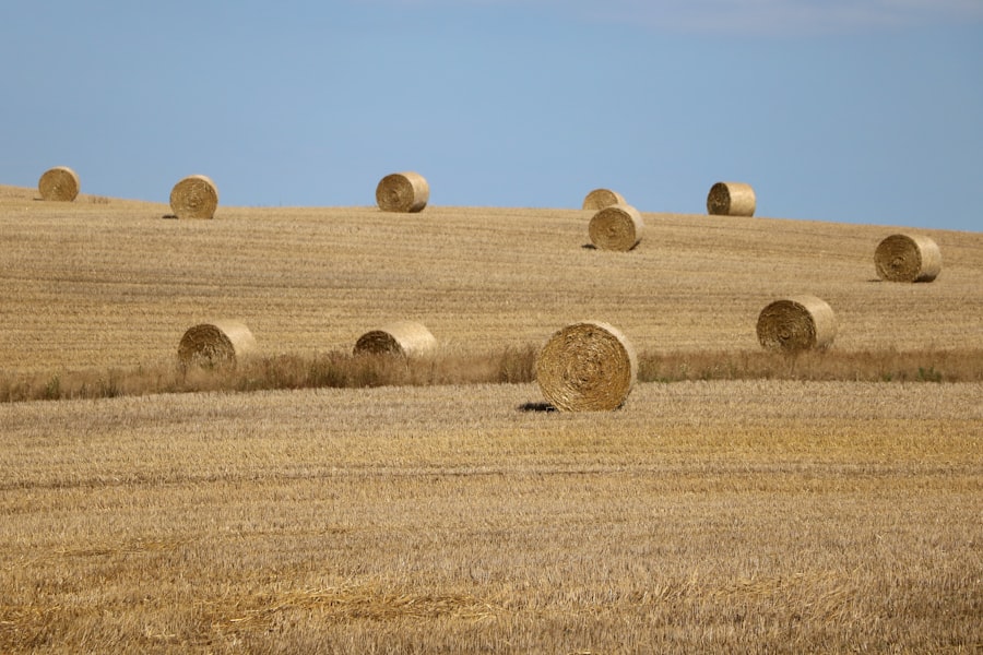 plains economic crisis