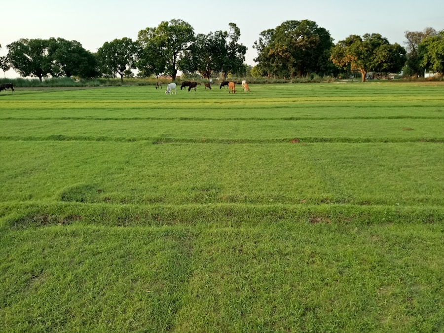 center pivot irrigation