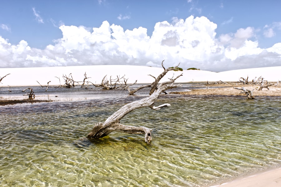 marine life Gatún Lake drought