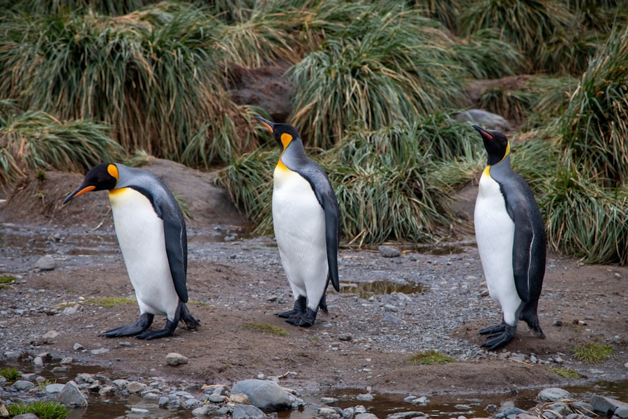antarctica cruise