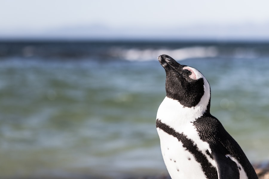penguins
