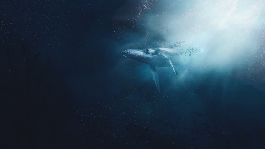 whales