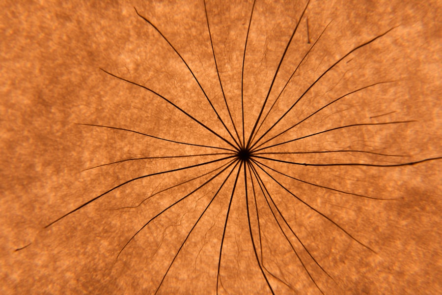 circumpolar current