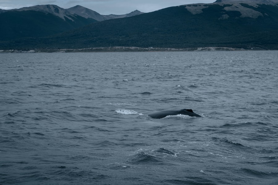 whales, drake passage