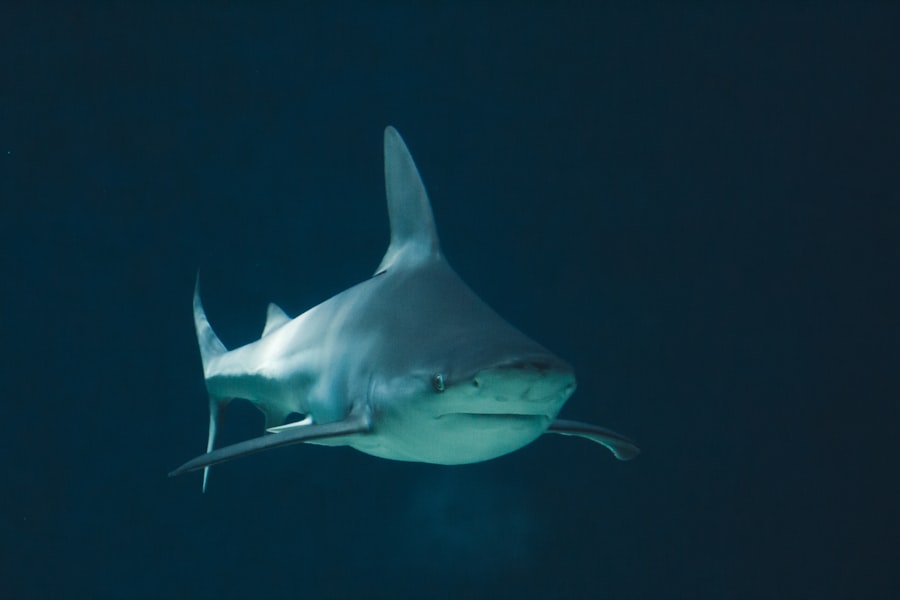 sharks