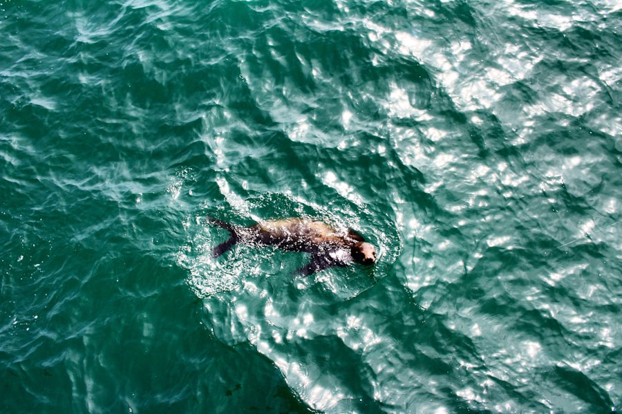 sharks, drake passage