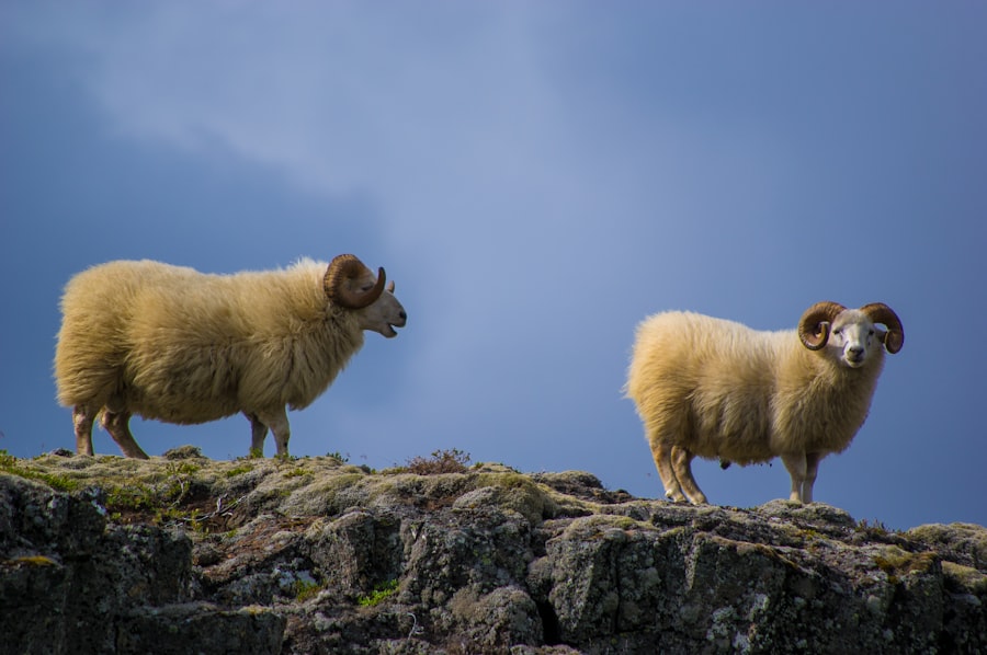 animals