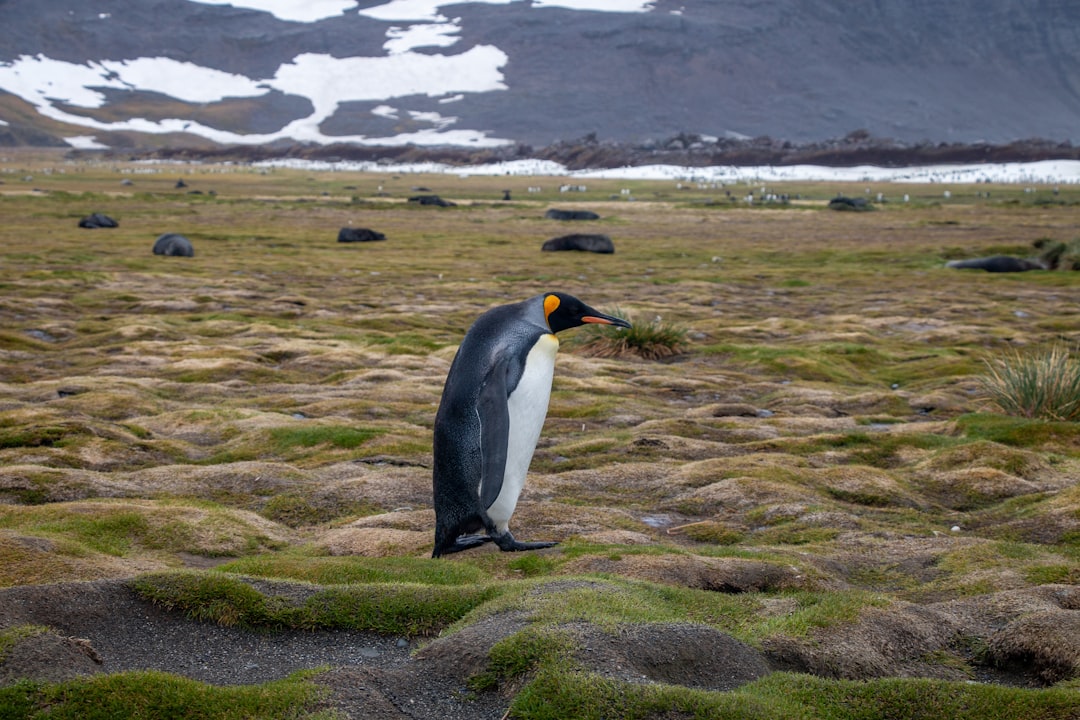 Photo antarctica cruise