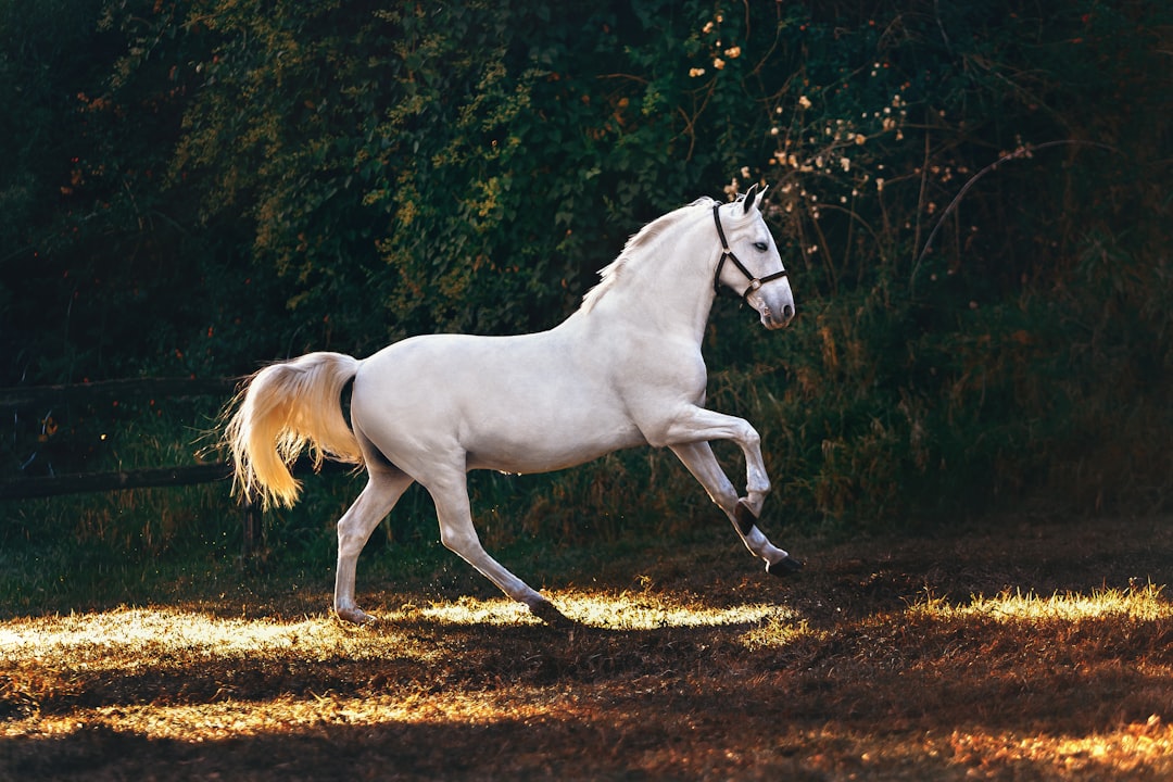 Photo horse