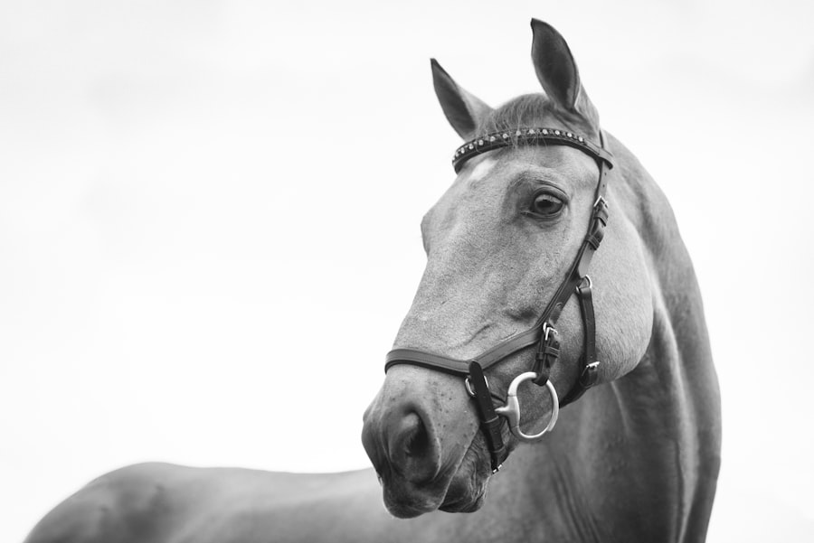 Photo horse