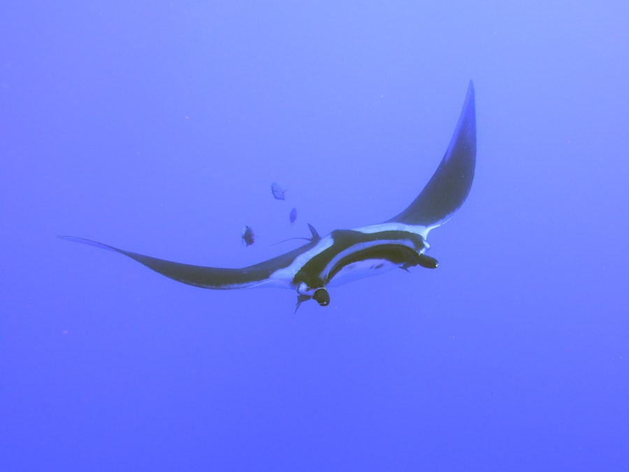 Photo drake ponant