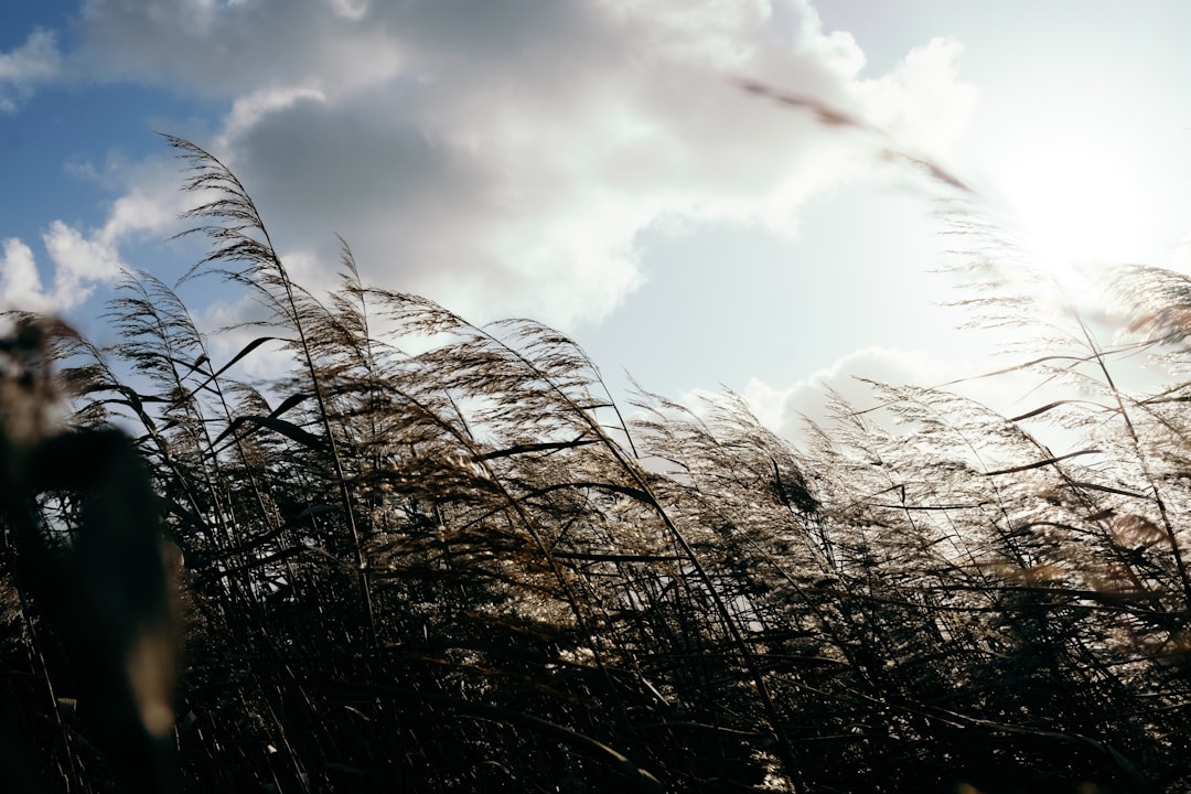 Photo drake passage wind