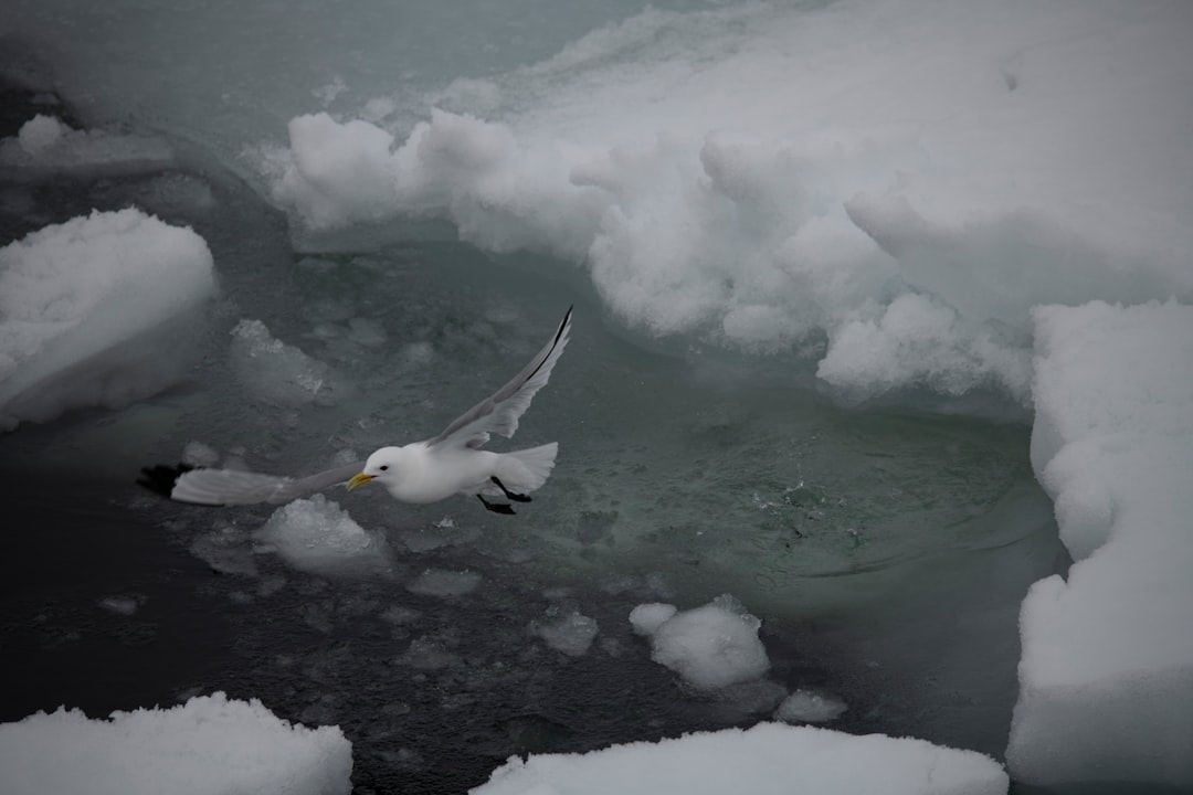 Photo drake passage ship frozen