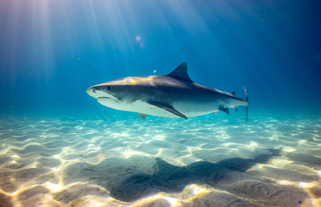 Photo sharks
