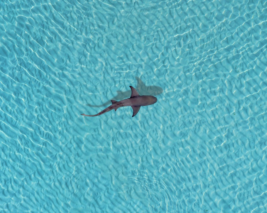 Photo sharks