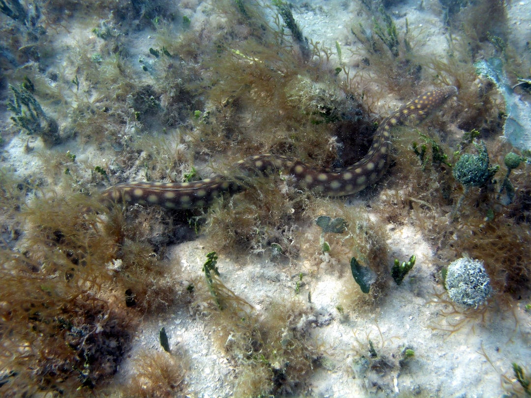 Photo sea snake