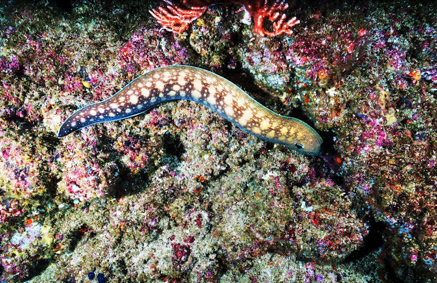 Photo sea snake