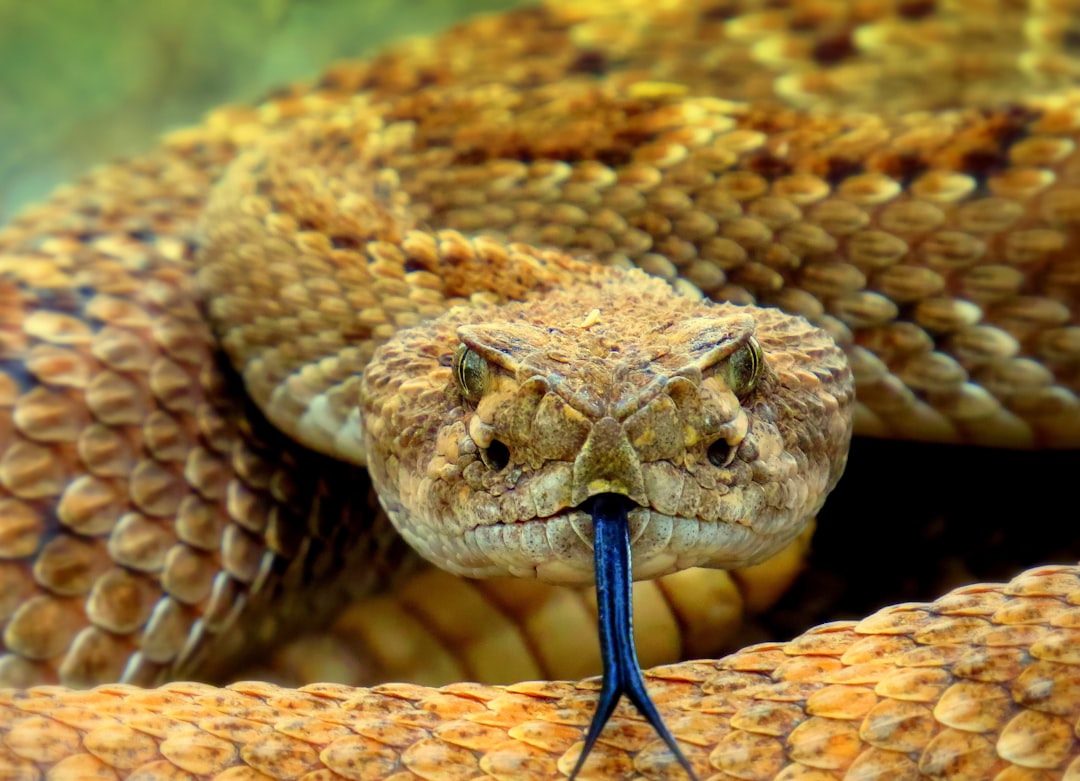 Photo snake