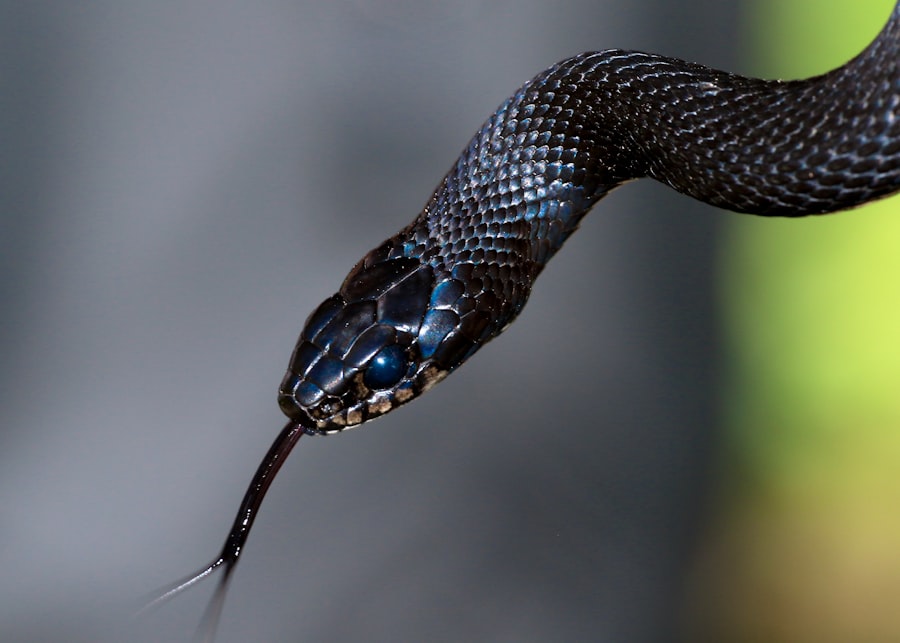 Photo snake