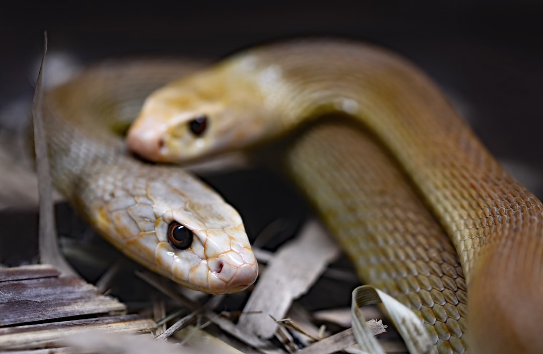 Photo snake