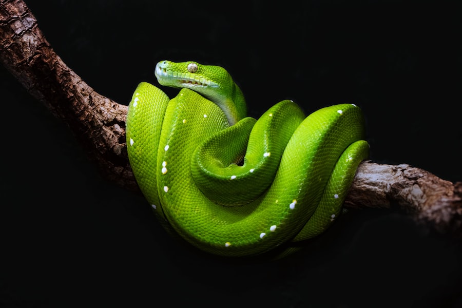 Photo snake