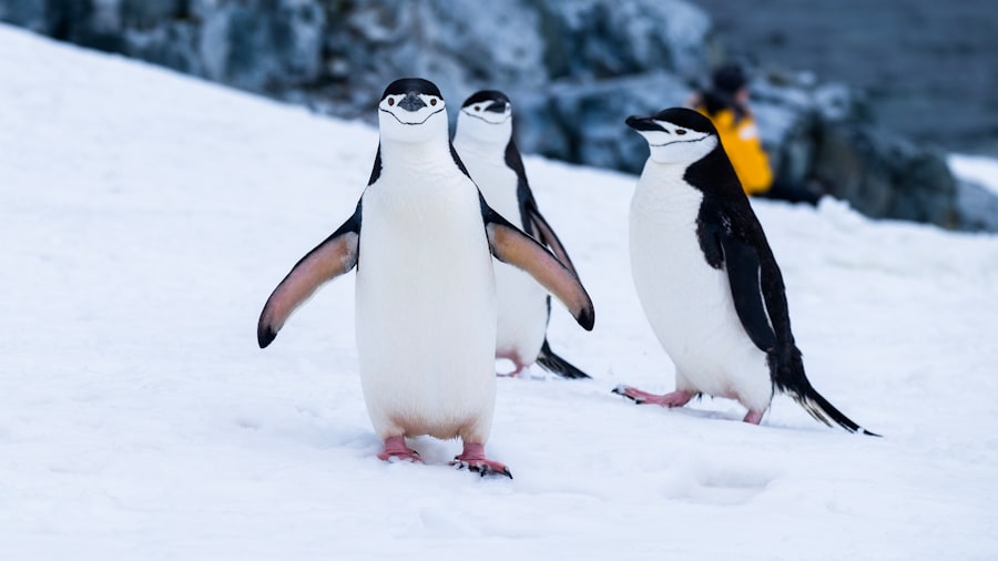 Photo antarctica