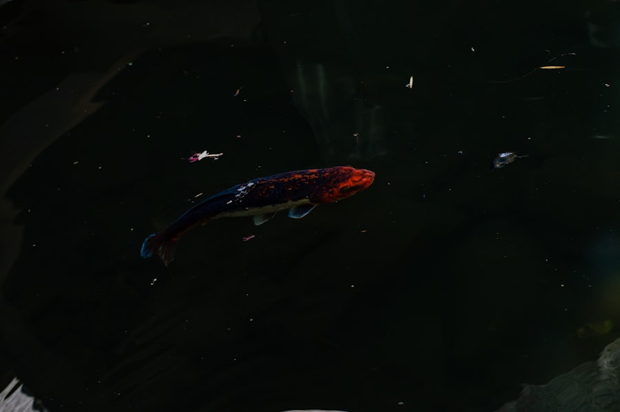 Photo quark ship