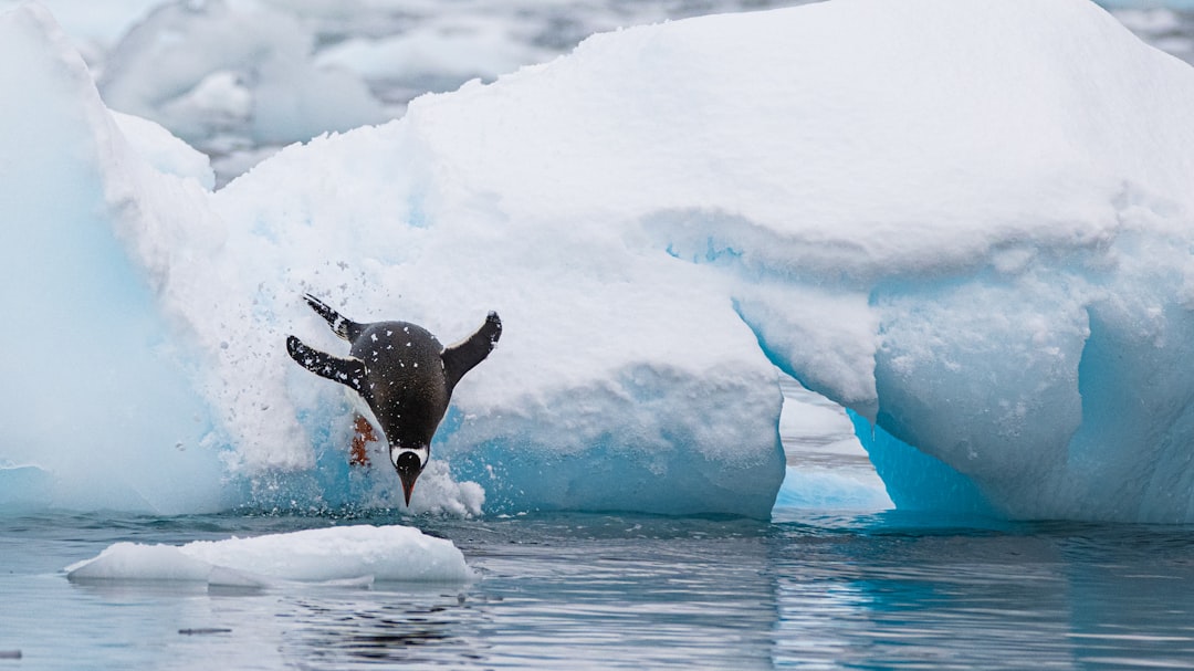 Photo antarctica