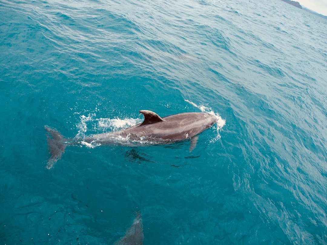 Photo sharks, drake passage