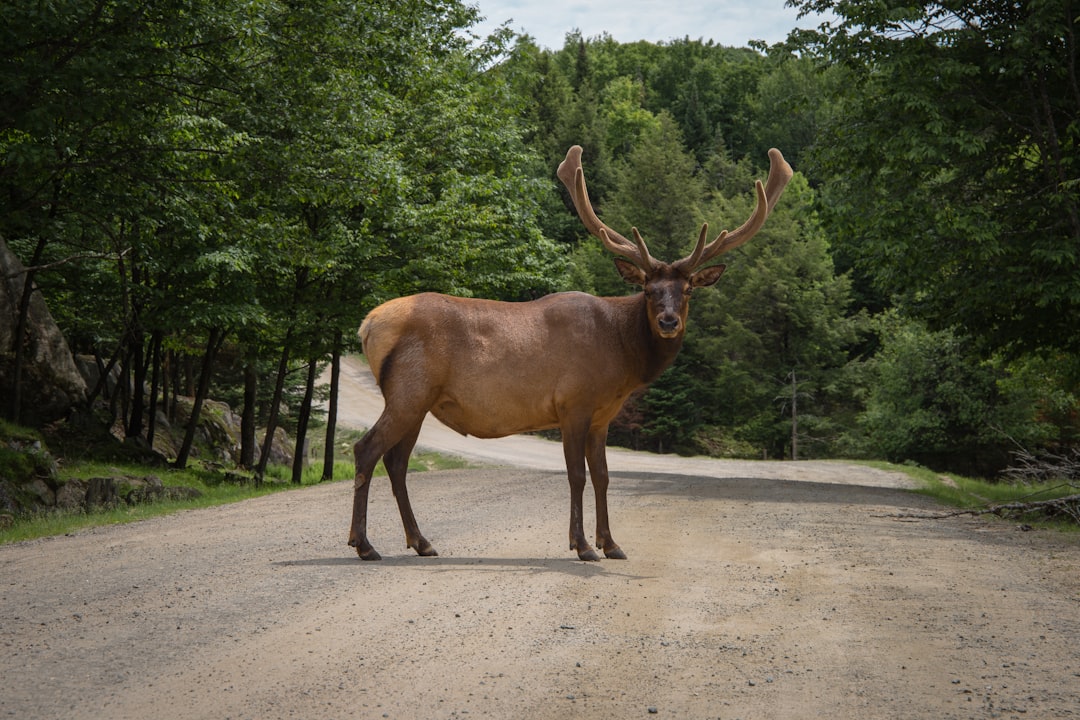 Photo animals