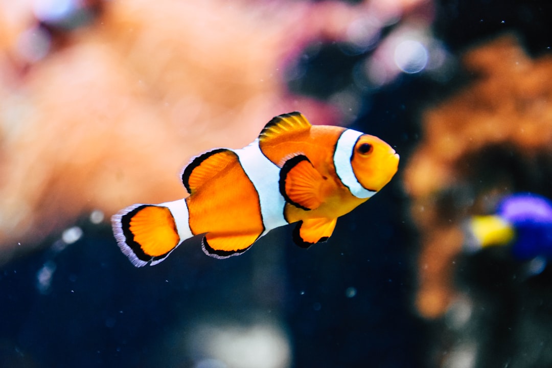 Photo fish