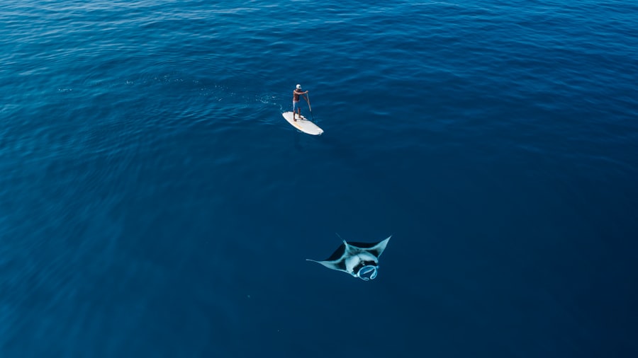 Photo sharks, drake passage