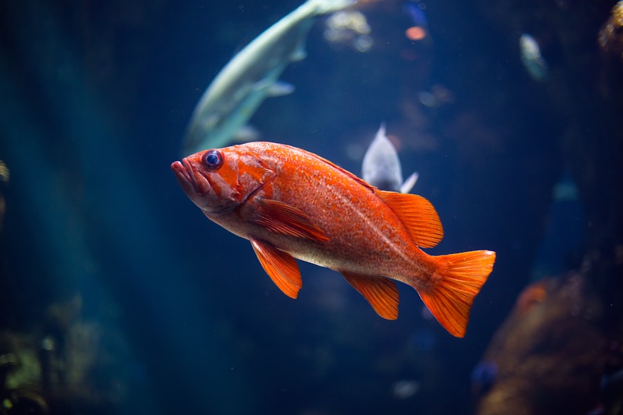 Photo fish