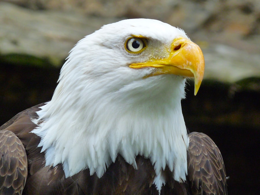 Photo animals