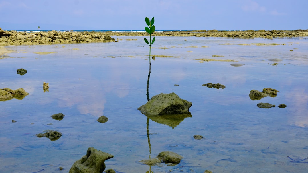 Photo Resiliency Project
