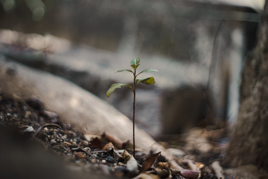 Photo Resiliency Project