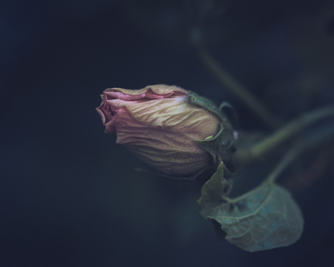 Photo fragile lifelines