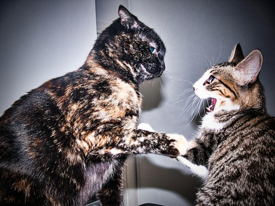Photo Tensions