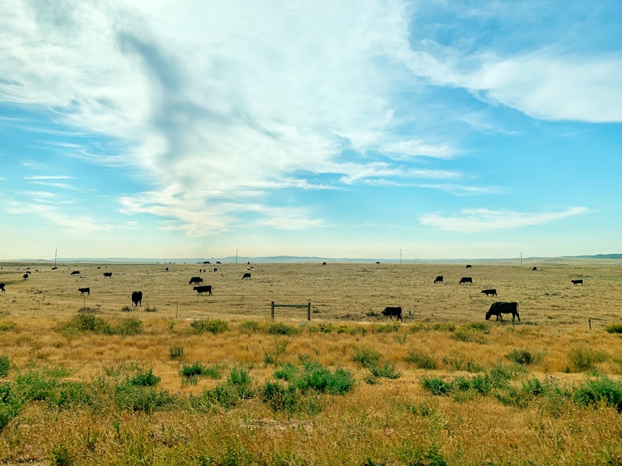 Photo great plains life