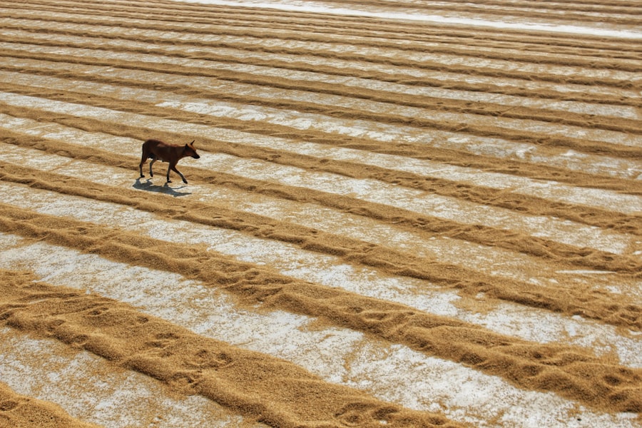 Photo climate change impact farming