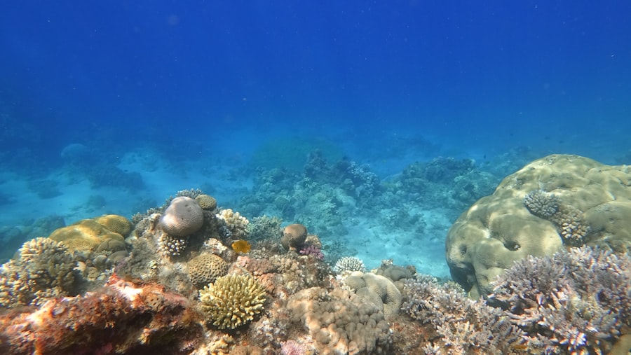Photo Bikini Atoll coral reef recovery