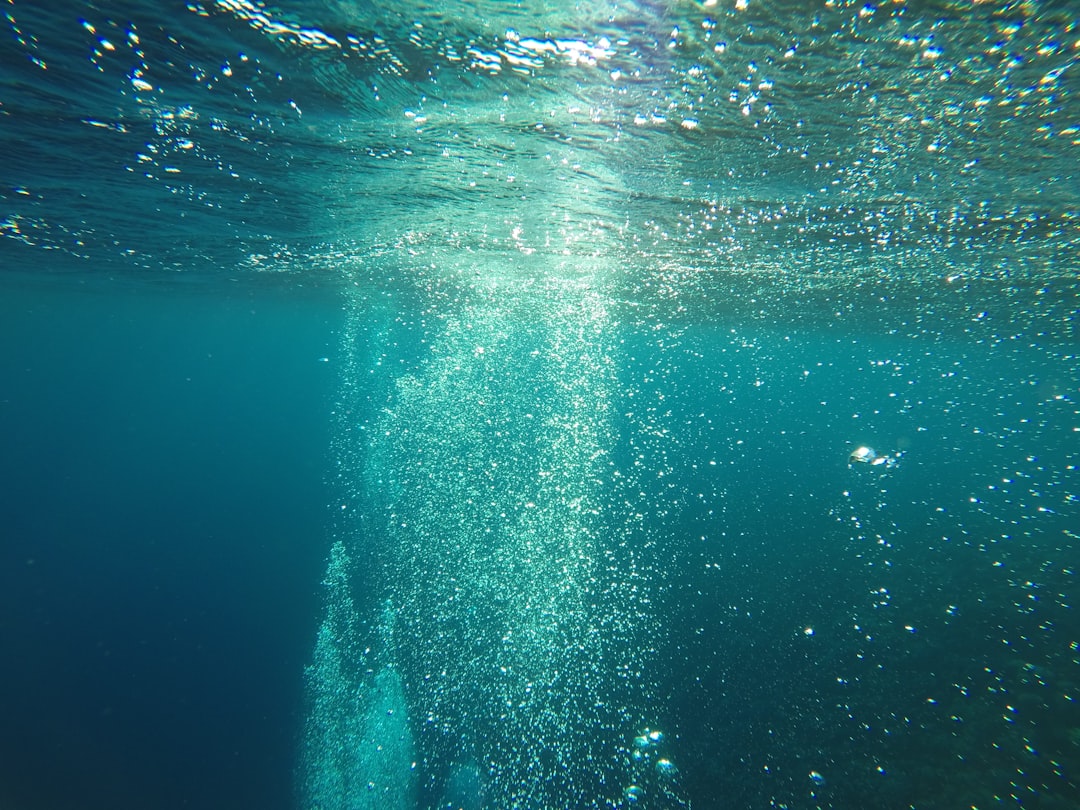 Photo swimming drake passage