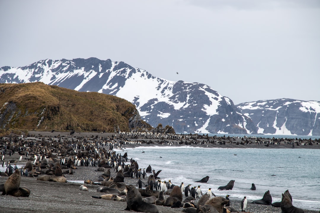 Photo antarctica cruise