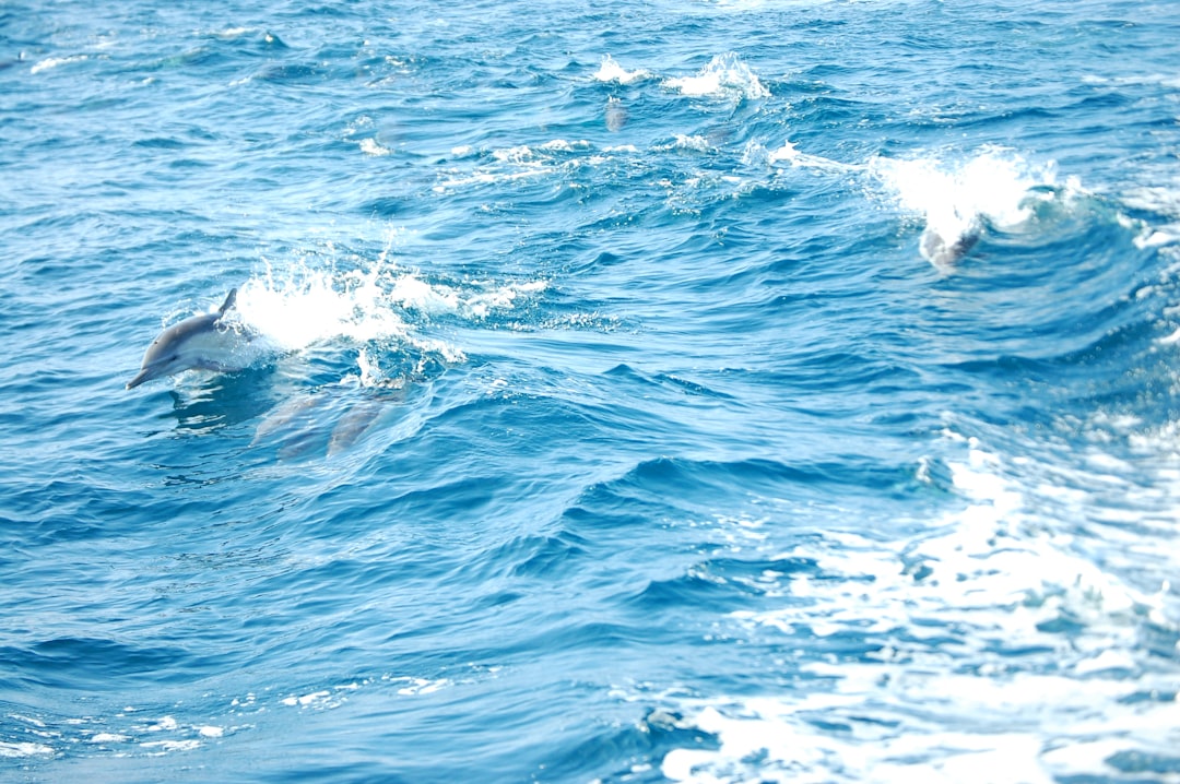 Photo swim Drakes Passage