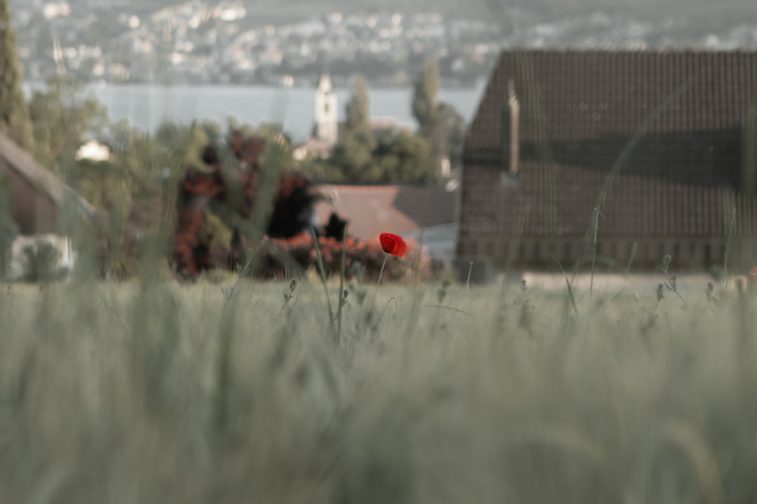 Photo jormungandr