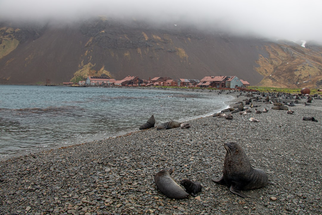 Photo shackleton